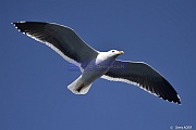 Larus livens Goeland de Cortez_D8S5393_tn